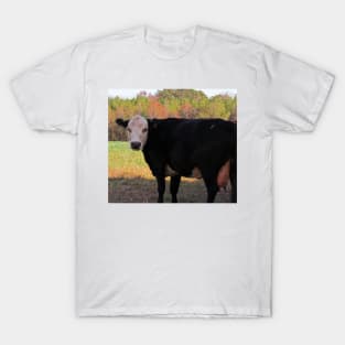 White Face Cow T-Shirt